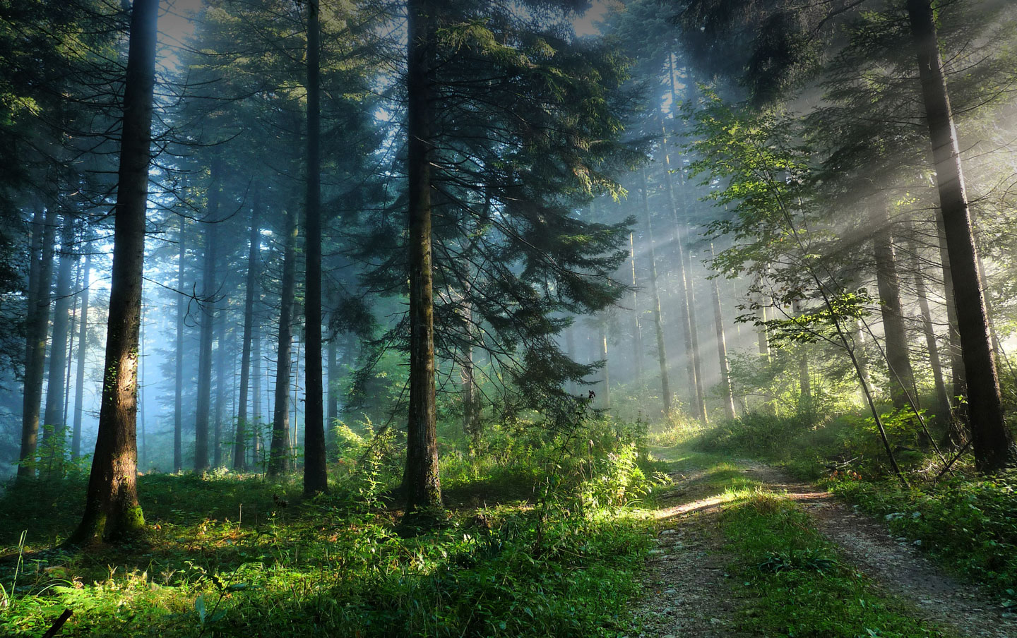 Sunlight filtering through tall trees onto a forest path.
